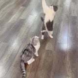 Juguete para gatos con diseño simulación de loro, suministros para mascotas Catbirdtoy